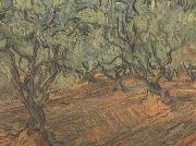 Vincent Van Gogh Olive Grove:Bright Blue Sky (nn04) china oil painting reproduction